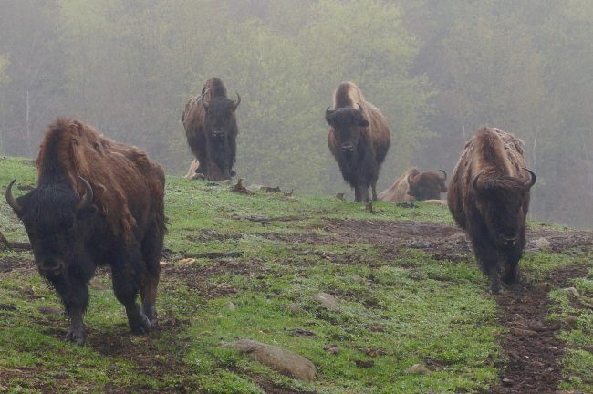 Bison roaming safely