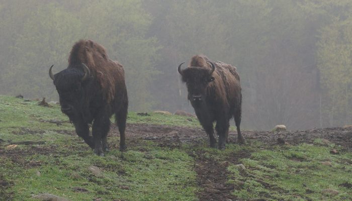 Kanatha-Aki's threatened wood bison