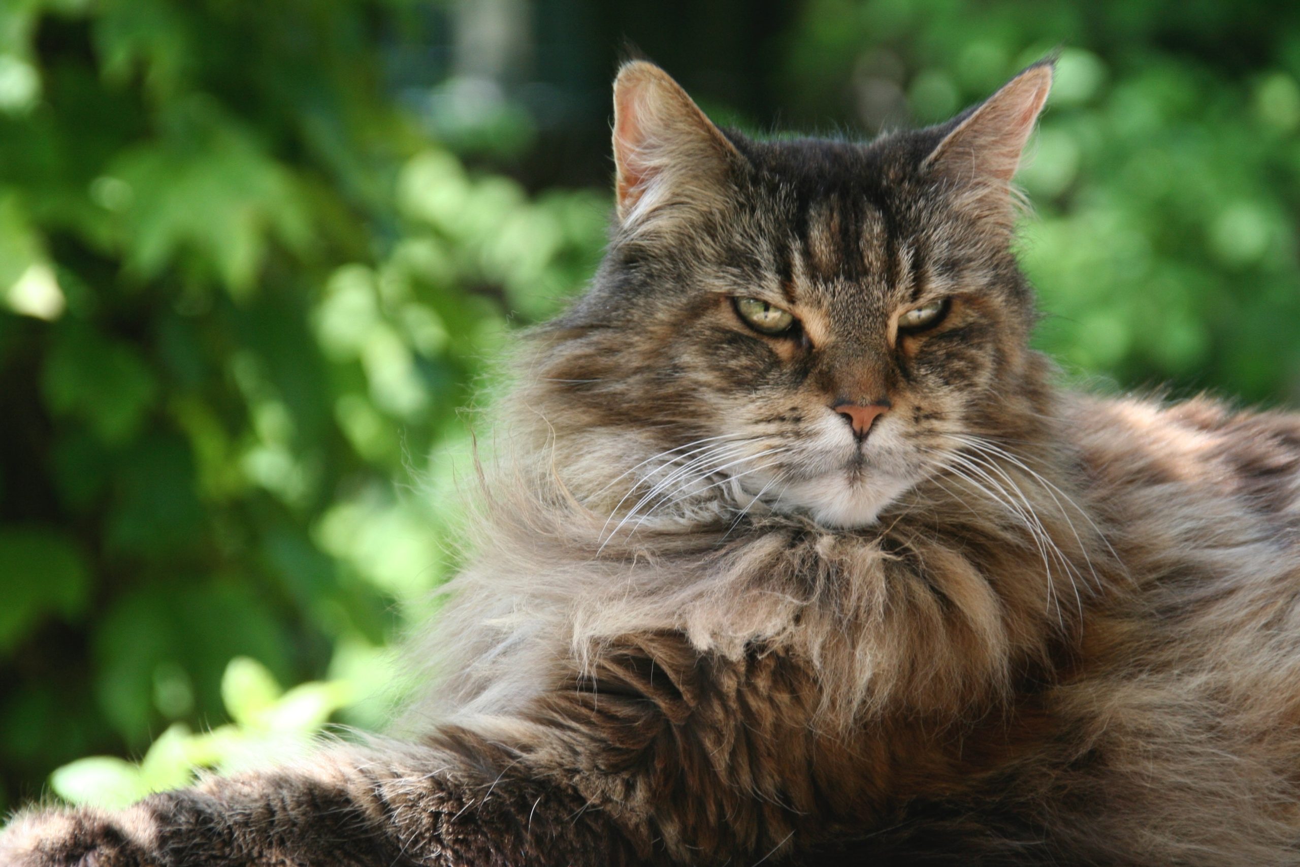 Everything You Need to Know About Maine Coon Cats LIFE AS A HUMAN
